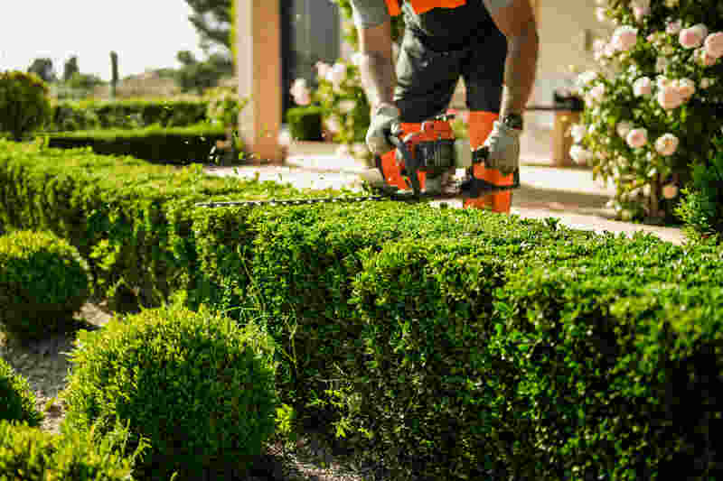 Professional landscaper using a hedge trimmer