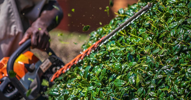 Close up shot of landscape worker using a hedge trimmer