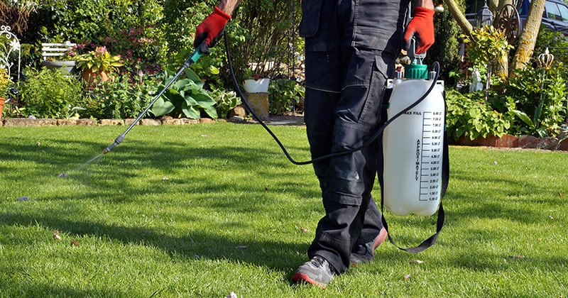 Lawn care expert spraying pesticide with portable sprayer