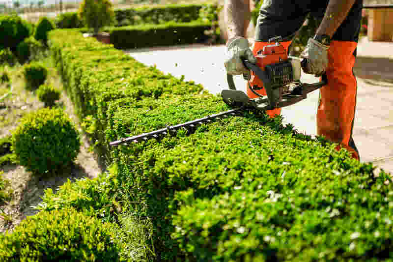 Lawn care service worker with hedge trimmer